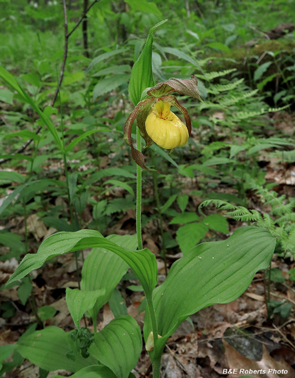 Yellow_Lady_Slipper