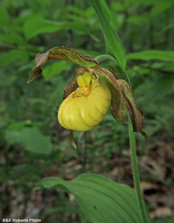 Yellow_Lady_Slipper