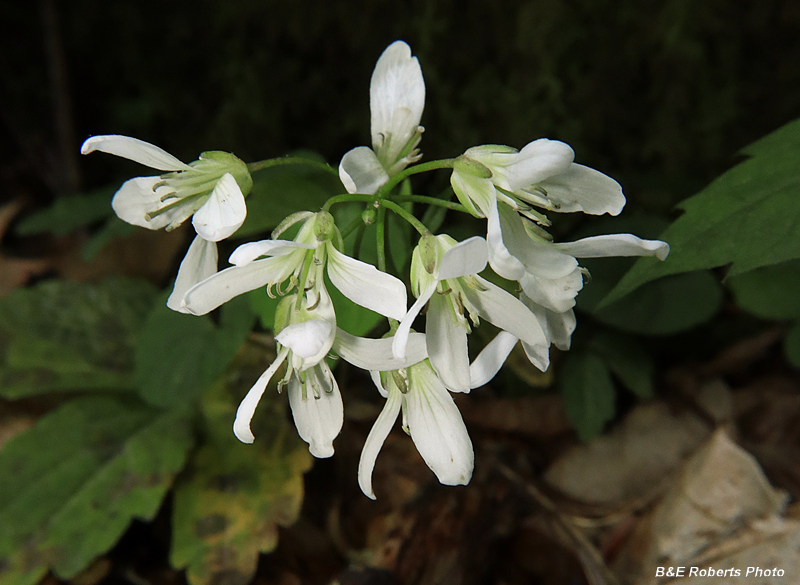 Cardamine_angustata