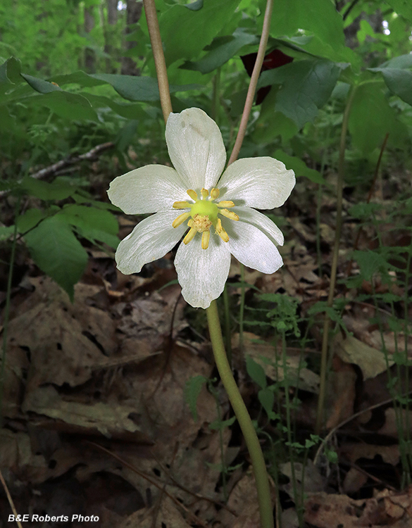 Mayapple