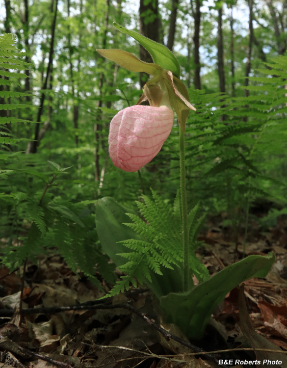 Pink_Lady_Slipper