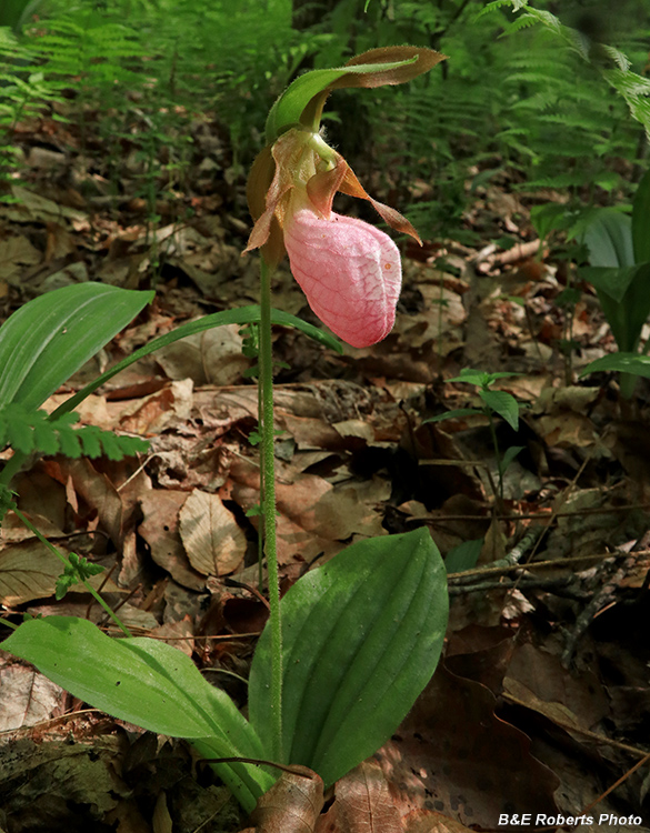 Pink_Lady_Slipper