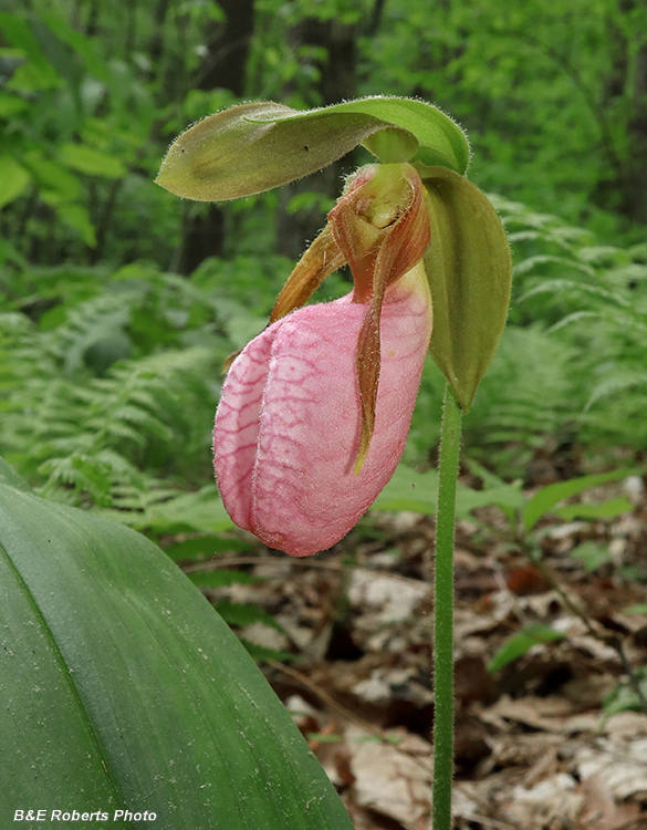 Pink_Lady_Slipper