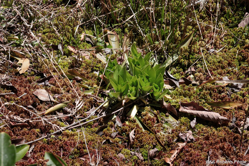 Helonias_in_sphagnum