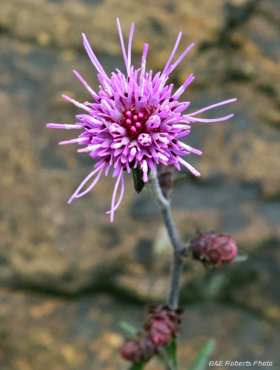 Liatris_scariosa