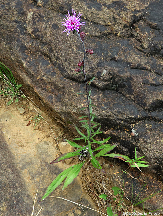 Liatris_scariosa