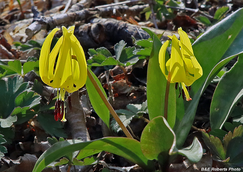 Trout_Lilies