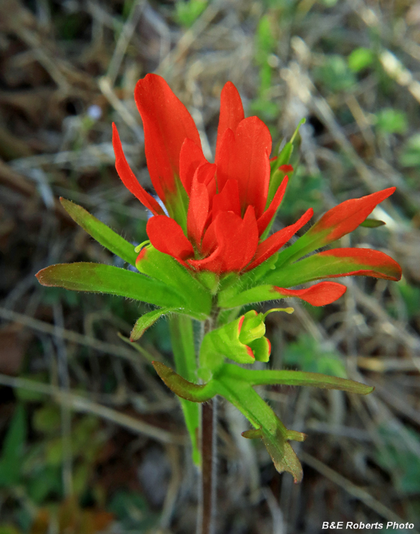 Indian_Paintbrush