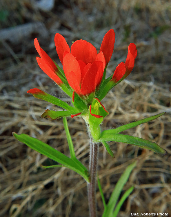 Indian_Paintbrush