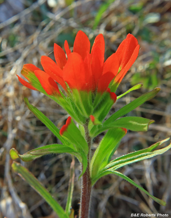 Indian_Paintbrush