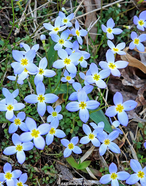 Bluets