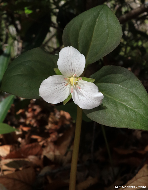 Painted_Trillium