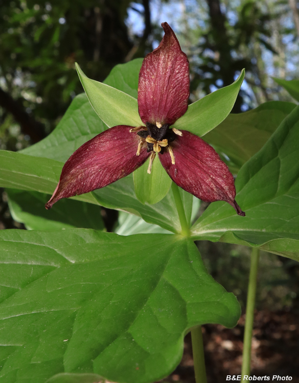 Trillium_erectum