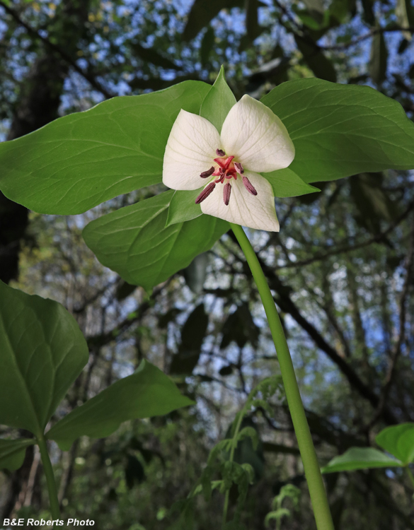 Trillium_rugelii