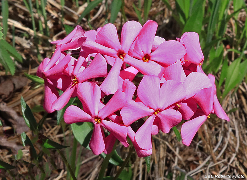 Phlox