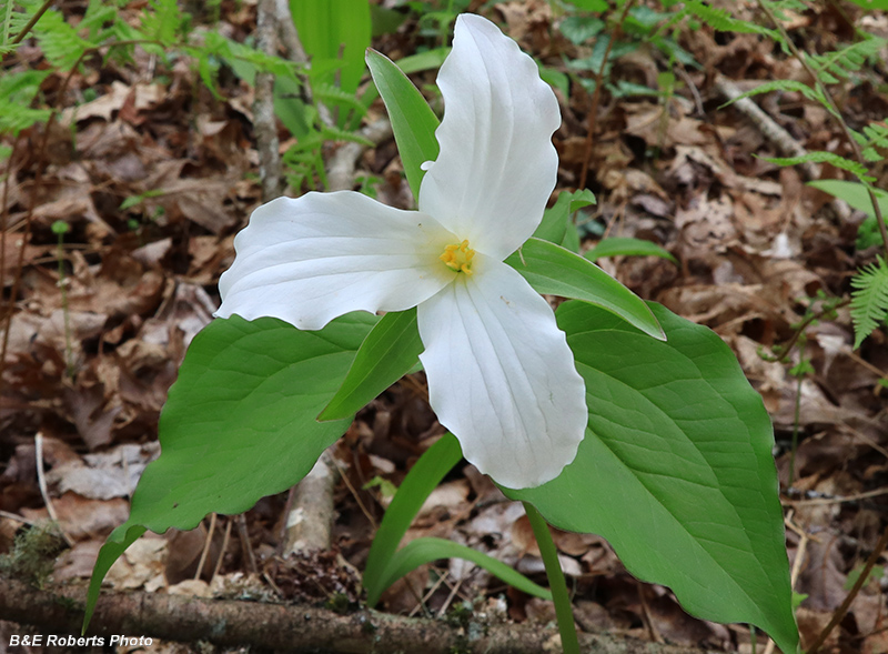 Trillium_grandiflorum