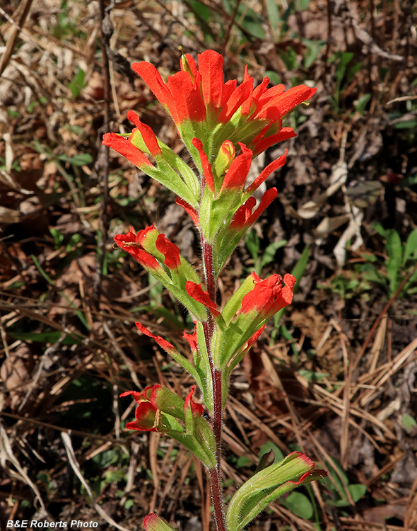 Indian_Paintbrush