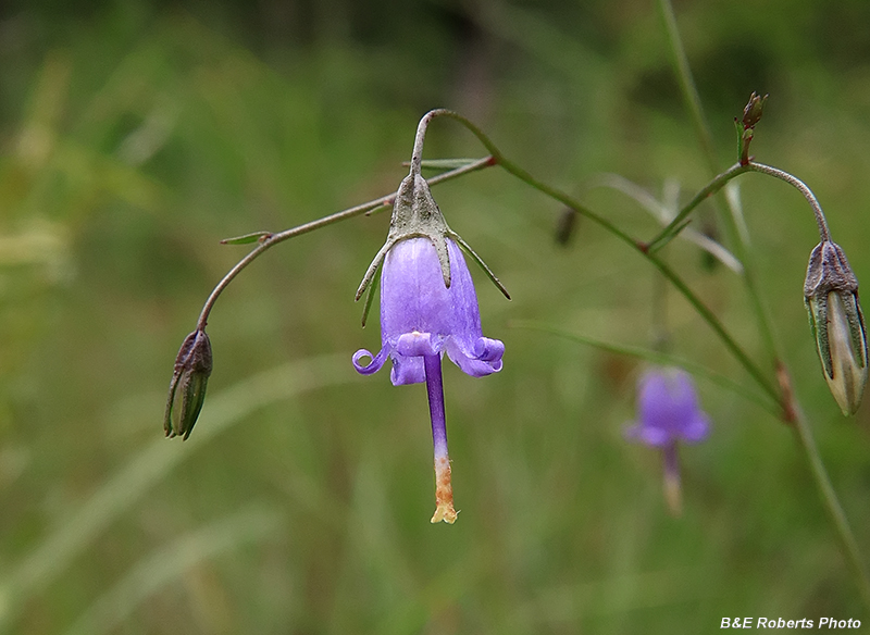 S_Harebell