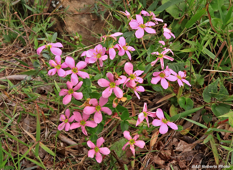 Sabatia