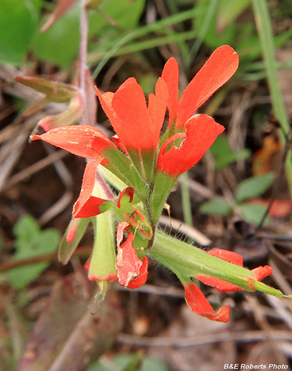 Indian_Paintbrush