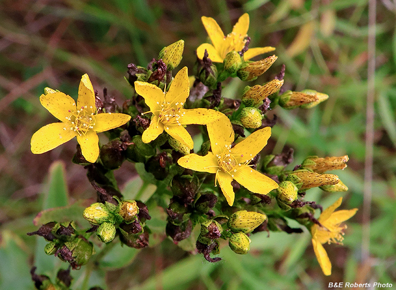 Hypericum_punctatum