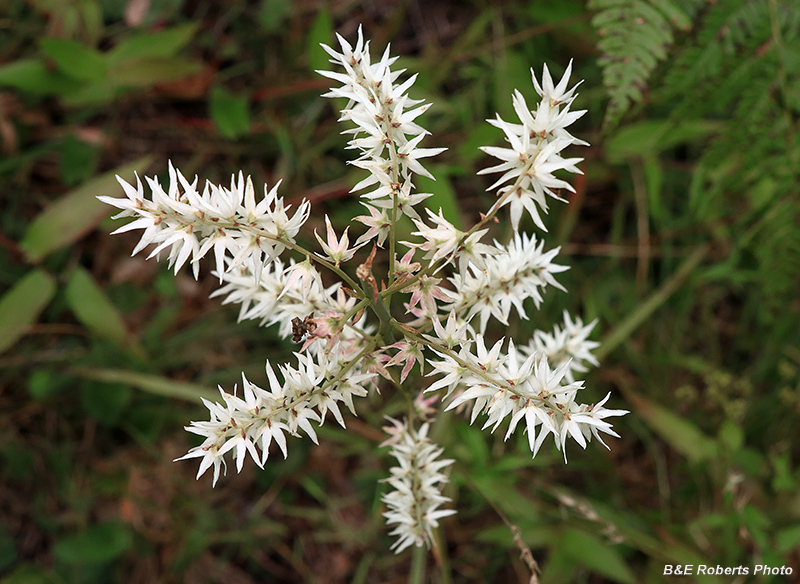 Stenanthium