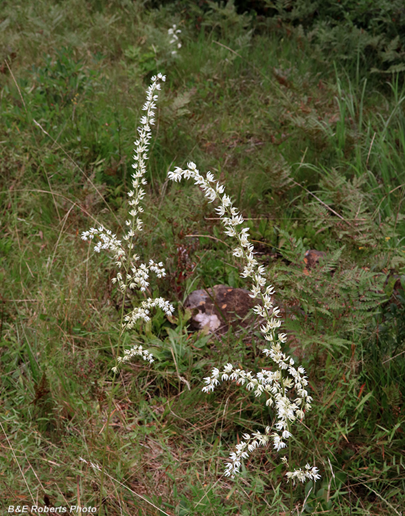 Stenanthium