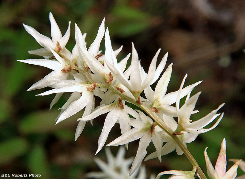 Stenanthium