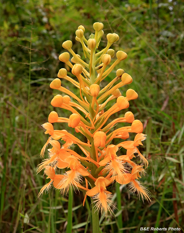 Platanthera_ciliaris