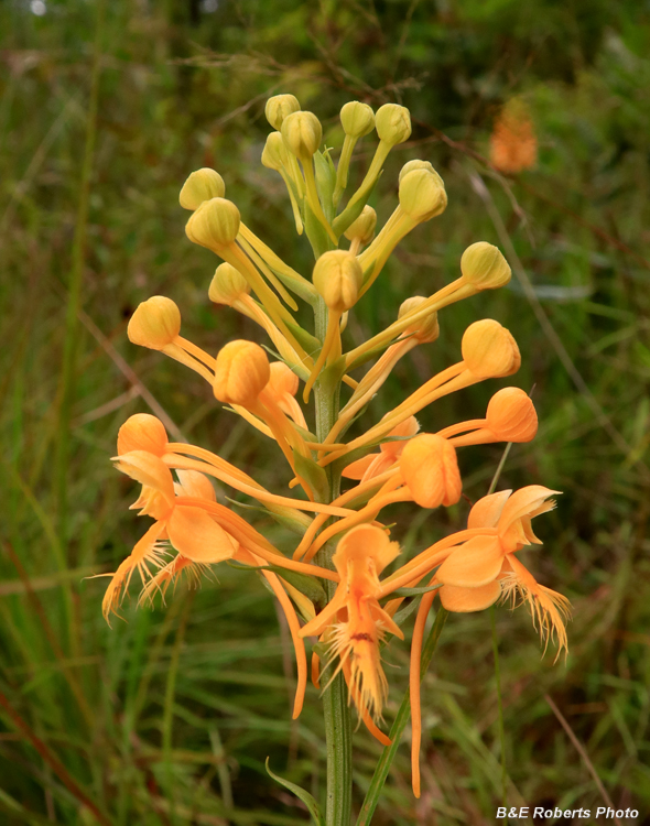 Platanthera_ciliaris