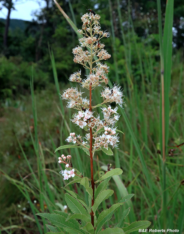 Spiraea