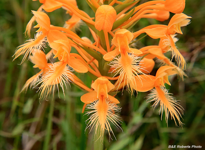 Platanthera_ciliaris