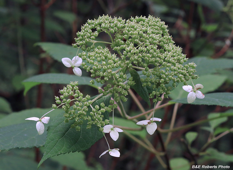 Hydrangea