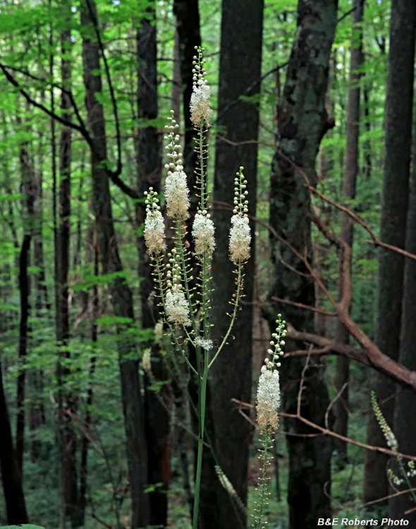 Black_Cohosh