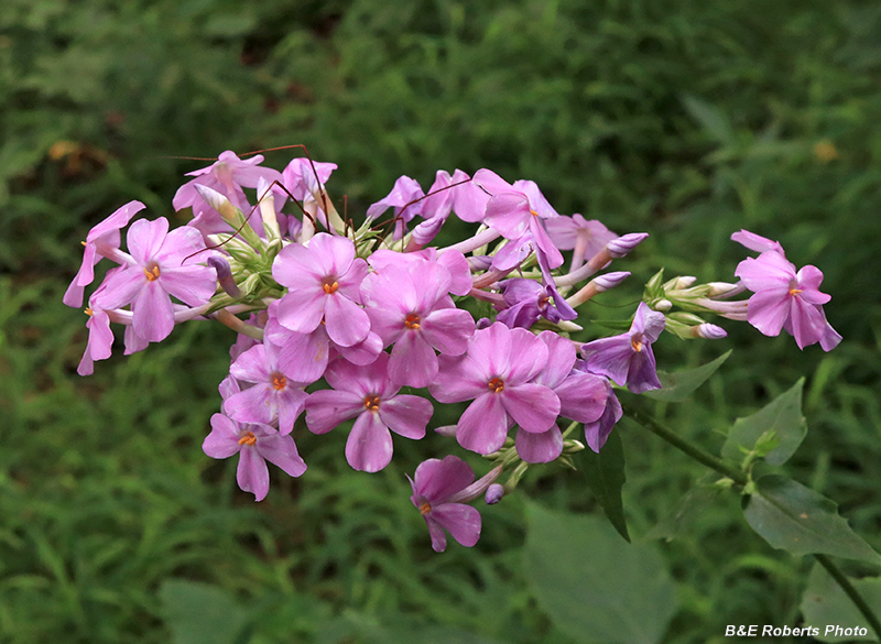 Phlox