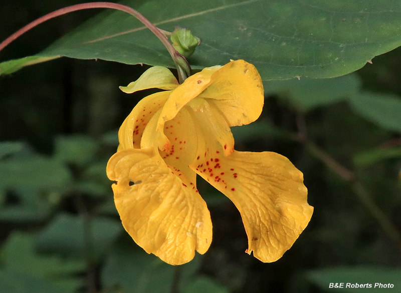 JewelWeed