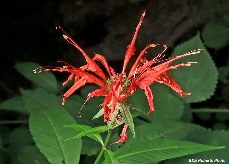 Monarda_didyma