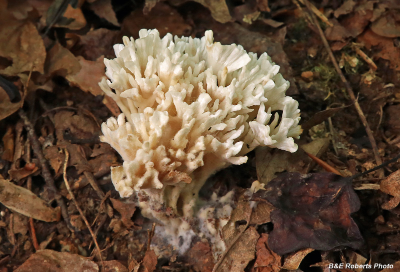 Coral_fungi