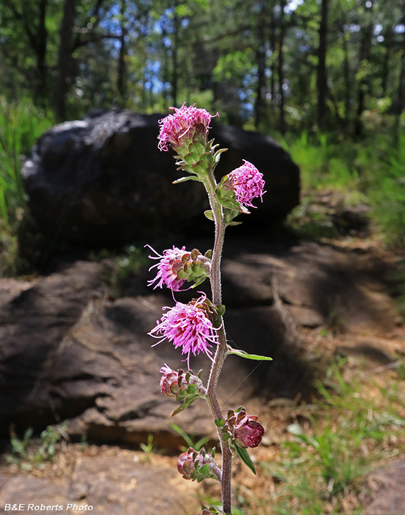 Liatris_scariosa