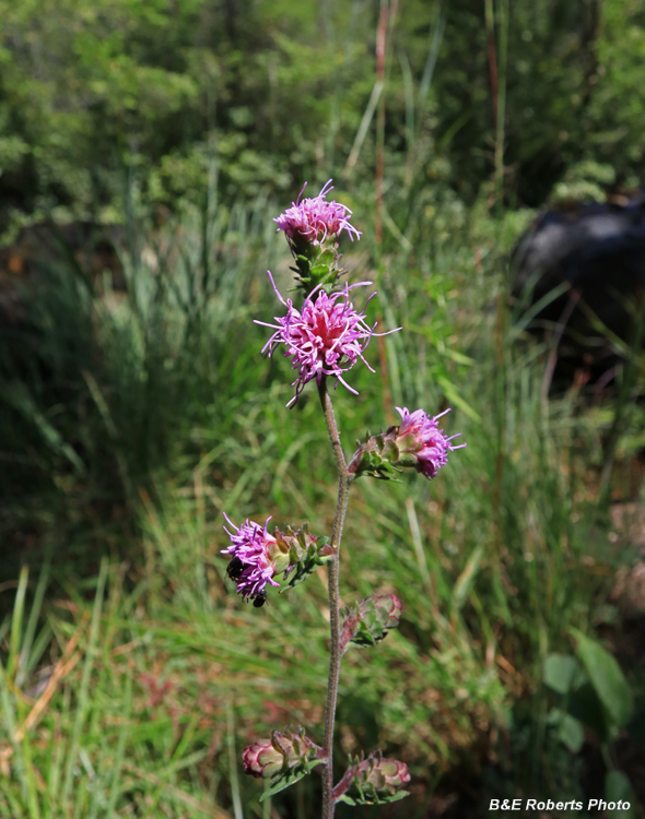 Liatris_scariosa