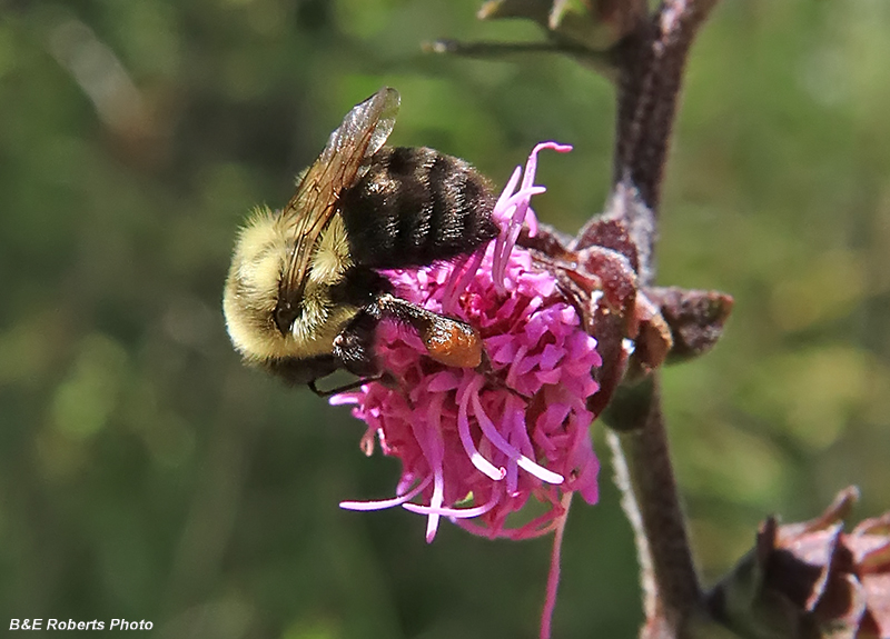 Bee_on_Liatris_scariosa