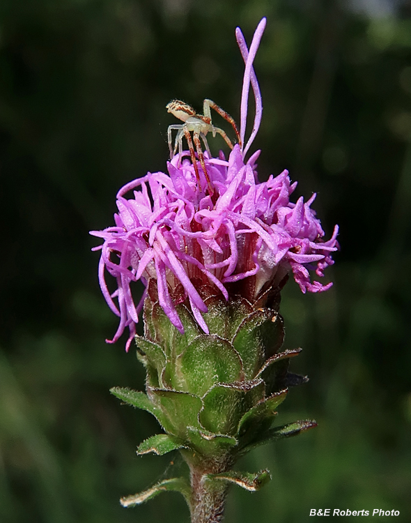 Spider_on_Liatris_scariosa