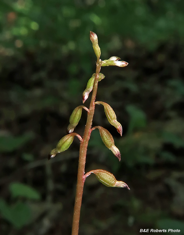 Corallorhiza