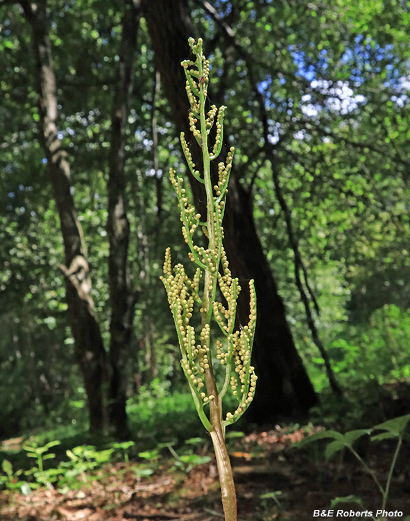 Grapefern_fertile_frond