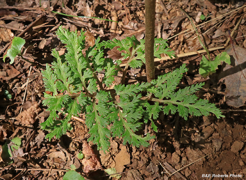 Grapefern_basal_leaves