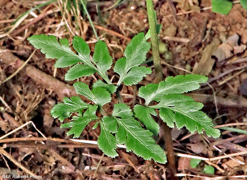 Grapefern_basal_leaves