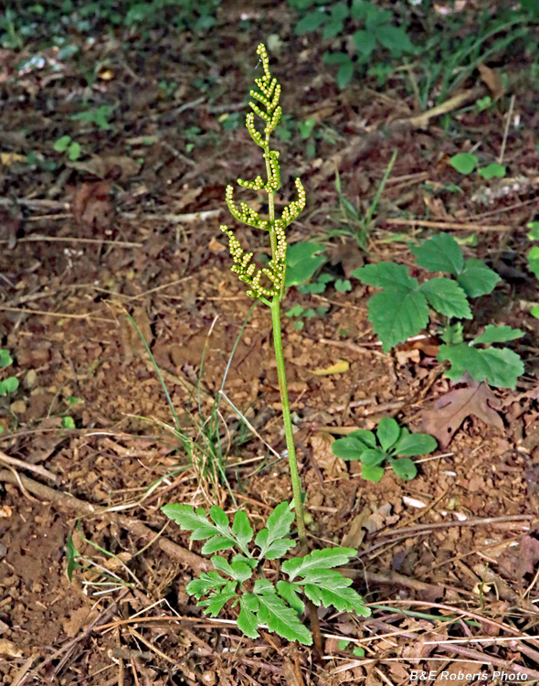 Grapefern_fertile_frond