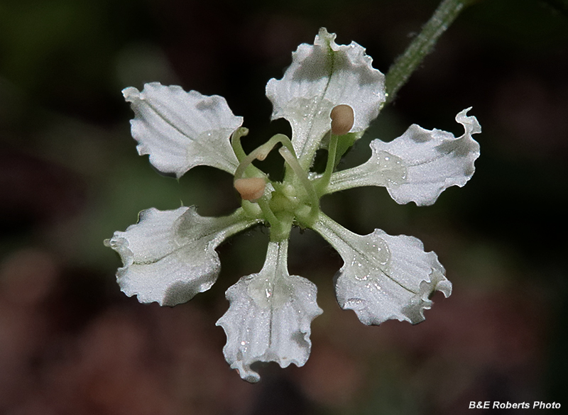 Melanthium_flower