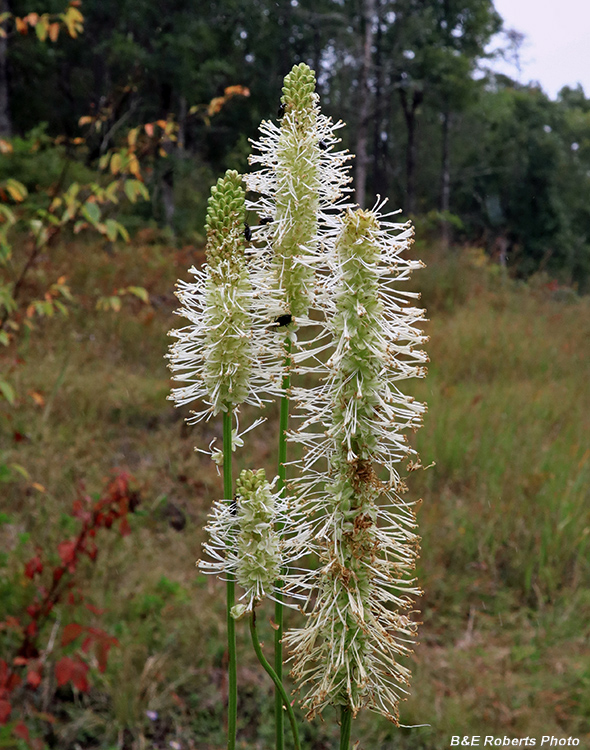 Canada_Burnet