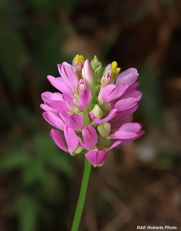 Milkwort_Senega_curtissii